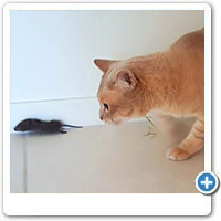 Pretty gutsy mouse coming into our office. Not to worry, Boxer showed it the door quick smart