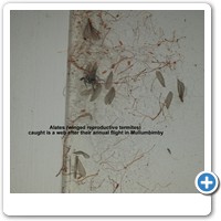 Alates and alate wings caught on spider web.