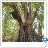 Beautiful strangler fig with large termite nest