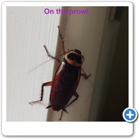 Cockroach on the prowl.