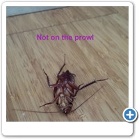 Dead Cockroach.