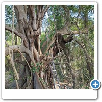 Ladder next to strangler fig with large termite nest about to be treated