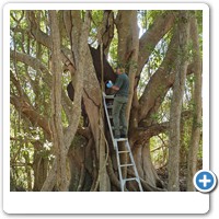 Sanctuary Pest Technician treating arboreal termite nest Nasutitermes walkeri
