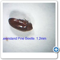 Queensland Pine Beetle.