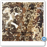 Termites in a woodpile.