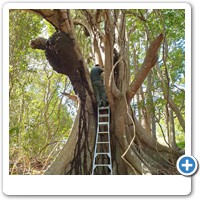 Termite treatment of arboreal termite nest Nasutitermes walkeri