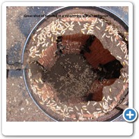 This station was inspected after 4 weeks and shows Coptotermes intercepted a few meters from the house.