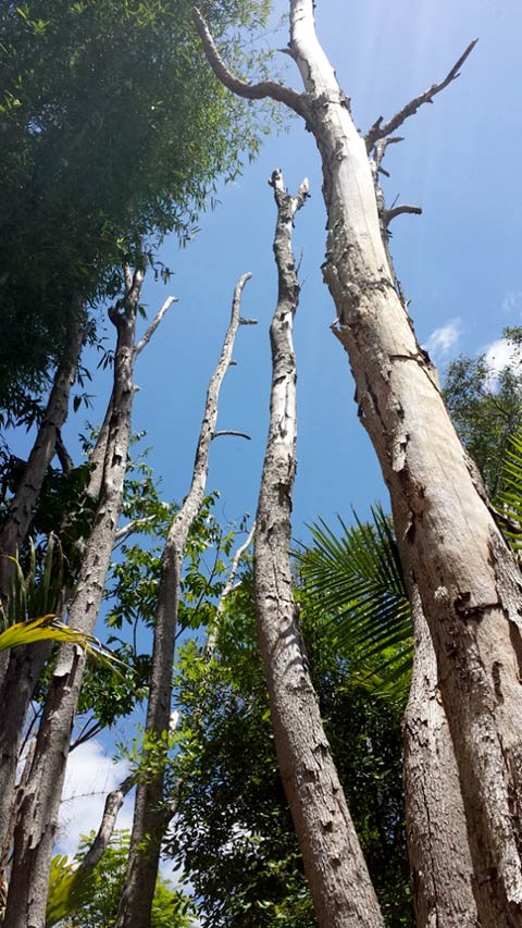 termite trees dead attack protection control termites treatment