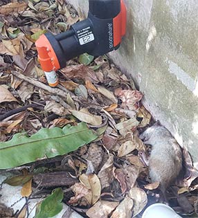 Humane ​Rodent Control