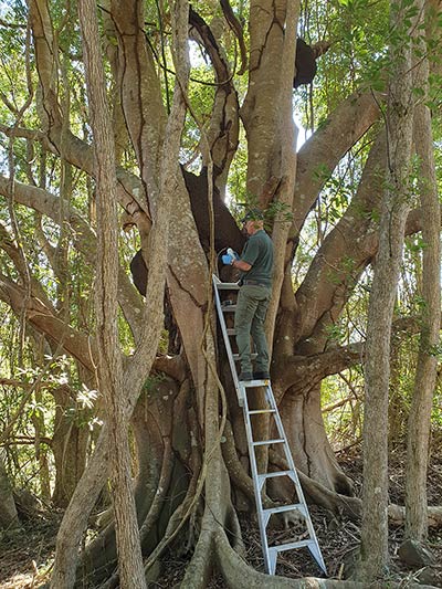 click for enlargement Termite treatment of arboreal nest of Nasutitermes walkeri - common name Tree Termite