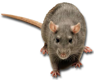 Mice and Rat Control rodent infestation management