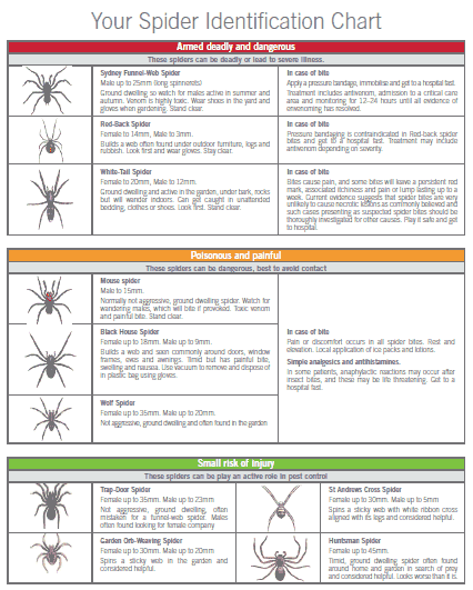 Wisconsin Spider Identification Chart